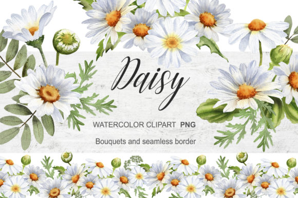 Watercolor Daisy Clipart: Chamomile Illustrations for Modern Design