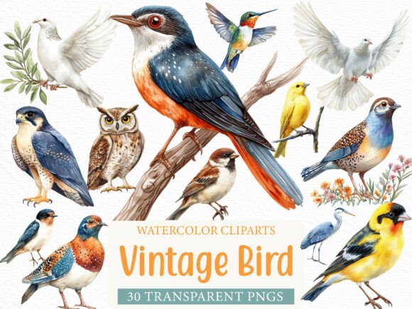 Watercolor Vintage Bird Clipart Bundle: Timeless Elegance for Your Projects